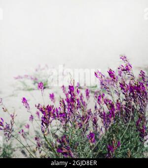 Lilac flowers on the sand dunes. Flower corner for post announcement. Copy space for text. Square format. Stock Photo