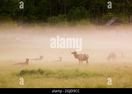 USA, Tennessee, Elk in foggy field at Great Smoky Mountains National Park. Stock Photo
