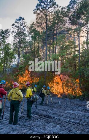 Intense heat produced by a forest fire, as firefighters look on. Stock Photo