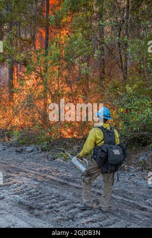 Intense heat produced by a forest fire, as firefighter looks on. Stock Photo