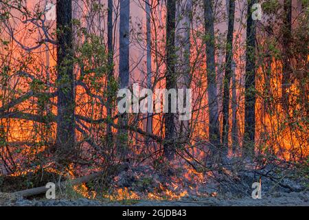 Intense heat produced by a forest fire. Stock Photo