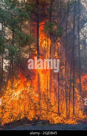 Intense heat produced by a forest fire. Stock Photo