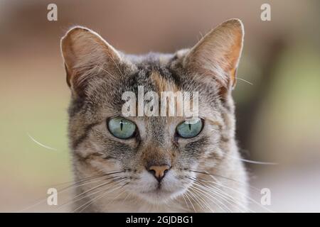 Feral cat, Maui, Hawaii. Stock Photo