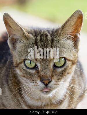 Feral cat, Maui, Hawaii. Stock Photo