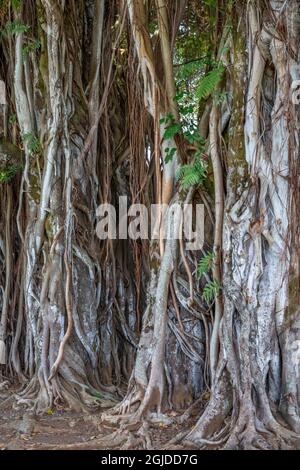 USA, Hawaii, Big Island of Hawaii. Hilo, Kalakaua Park, Banyan tree with multiple trunks. Stock Photo