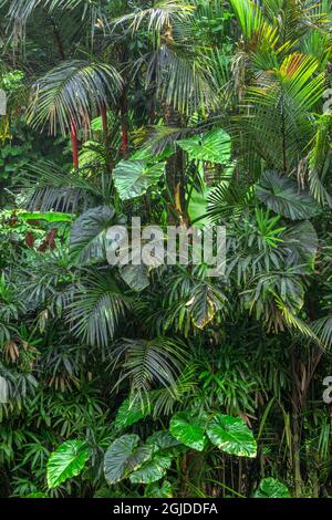 USA, Hawaii, Big Island of Hawaii. Hawaii Tropical Botanical Gardens, Red bark of sealing wax palm, aka lipstick palm and large leaves of monstera.