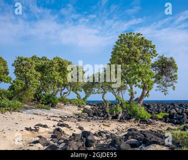 USA, Hawaii, Big Island of Hawaii. Kohanaiki Beach Park, Low growing sea purslane and seaside heliotrope trees near sandy beach and lava flow. Stock Photo