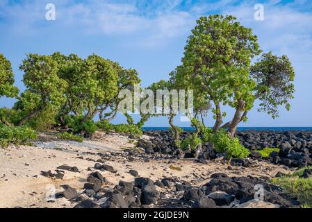 USA, Hawaii, Big Island of Hawaii. Kohanaiki Beach Park, Low growing sea purslane and seaside heliotrope trees near sandy beach and lava flow. Stock Photo