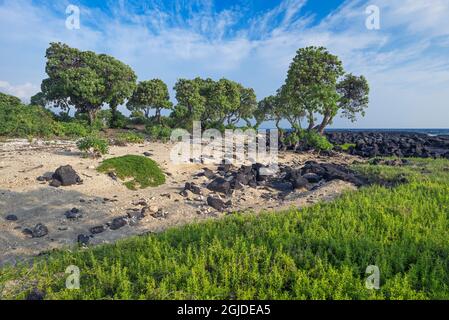 USA, Hawaii, Big Island of Hawaii. Kohanaiki Beach Park, Low growing sea purslane and seaside heliotrope trees near sandy beach and a lava flow. Stock Photo