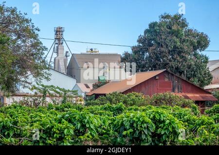 Kauai Coffee Plantation, processing plant, Kauai, Hawaii, USA. Stock Photo