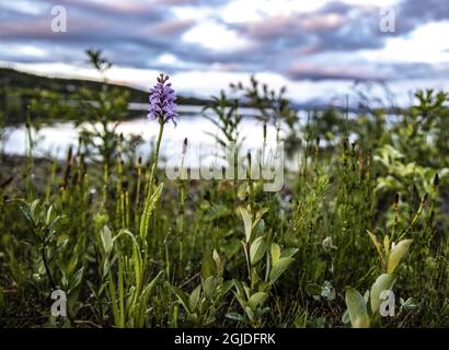 Dactylorhiza maculata, known as the heath spotted-orchid or moorland spotted orchid Photo: Per Danielsson / Projekt.P /TT code 11910  Stock Photo