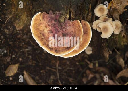 Korkmussling (Daedalea quercina). Oak Mazegill (Daedalea quercina). Foto: Magnus Martinsson / TT / 2734 Stock Photo