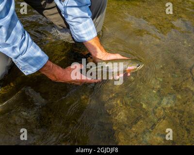 Man reviving rainbow trout before releasing it on South Fork of Snake River, Idaho Stock Photo