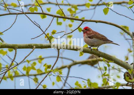 Male Cassin's Finch perched on Aspen branch in spring, Driggs, Idaho Stock Photo