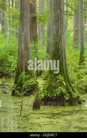 Cypress trees in Heron Pond, Cache River State Natural Area, Illinois Stock Photo