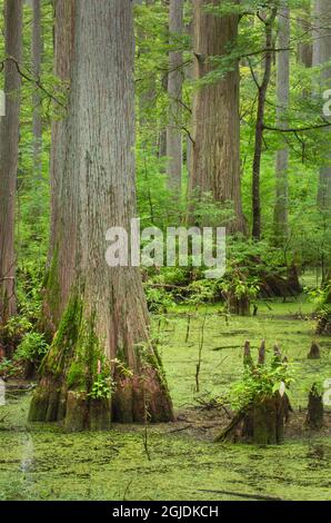 Cypress trees in Heron Pond, Cache River State Natural Area, Illinois Stock Photo