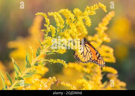 Monarch Butterfly on Goldenrod Prairie Ridge State Natural Area. Marion County, Illinois, USA. Stock Photo