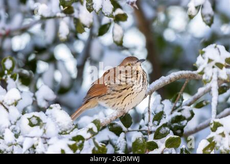 Brown Thrasher (Toxostoma rufum) in holly tree in winter, Marion County, Illinois. Stock Photo