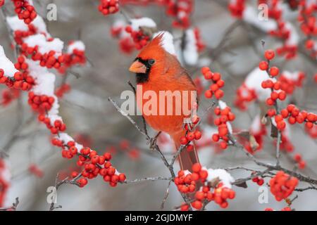 Northern Cardinal (Cardinalis cardinalis ) male in Winterberry bush (Ilex verticillata) in winter, Marion County, Illinois. Stock Photo