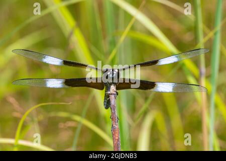 Widow Skimmer (Libellula luctosa) male, Marion County, Illinois. Stock Photo