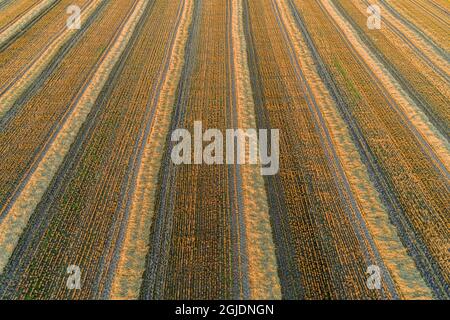 Aerial view of harvested wheat field with scattered hay bales across ...