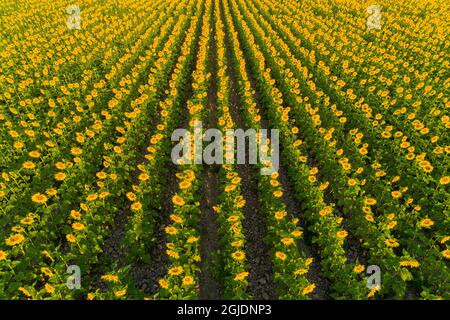 Aerial view of sunflower field Sam Parr State Park Jasper County, Illinois. Stock Photo