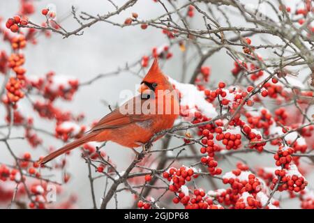 Northern Cardinal (Cardinalis cardinalis) male in Winterberry bush (Ilex verticillata) in winter. Stock Photo