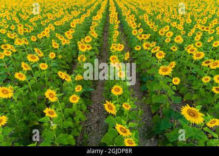 Aerial view of sunflower field Sam Parr State Park, Jasper County, Illinois. Stock Photo