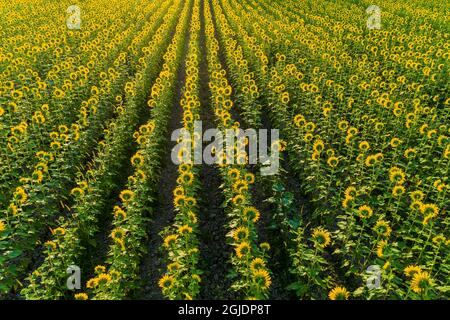 Aerial view of sunflower field Sam Parr State Park, Jasper County, Illinois. Stock Photo