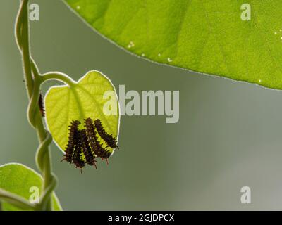 Swallowtail butterfly caterpillars on Dutchman's pipe vine, Day Preserve, Illinois Stock Photo