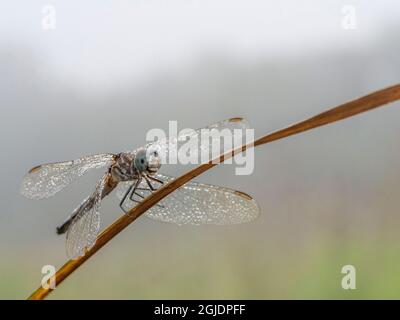 Dew on dragonfly, foggy morning, Day Preserve, Illinois Stock Photo