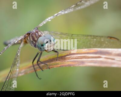 Dew on dragonfly, foggy morning, Day Preserve, Illinois Stock Photo