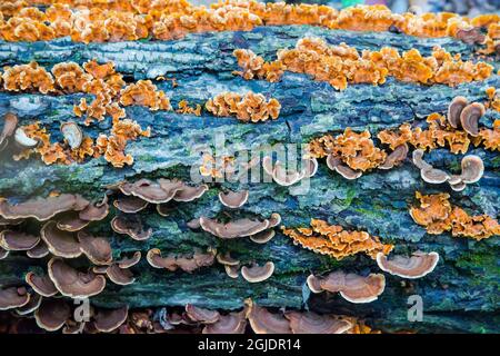 Bark detail on fallen tree, Twin Swamps Nature Preserve, Indiana Stock Photo