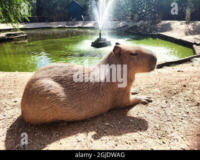 Capybara adult (hydrochoerus hydrochaeris) have rest on zoo pond coast Stock Photo