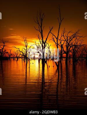 Sunset behind the trees in the water. Stock Photo