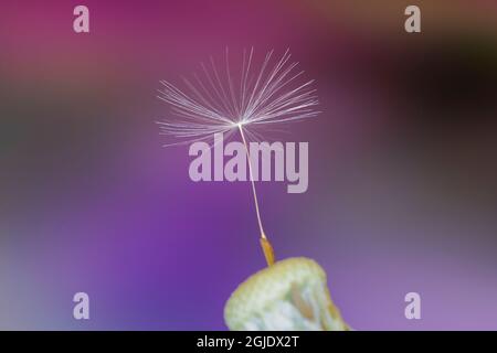 Single dandelion seed, Kentucky Stock Photo