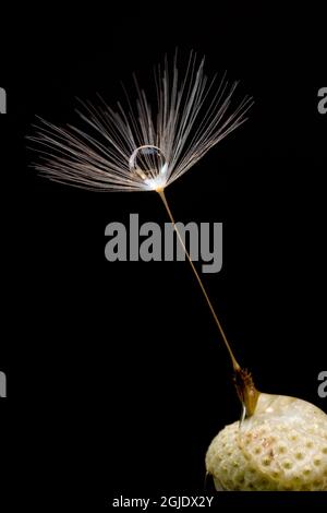 Single dandelion seed, Kentucky Stock Photo