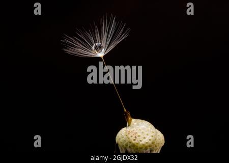 Single dandelion seed, Kentucky Stock Photo