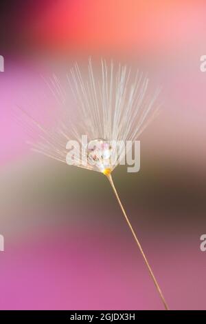 Single dandelion seed with dew drop, Kentucky Stock Photo