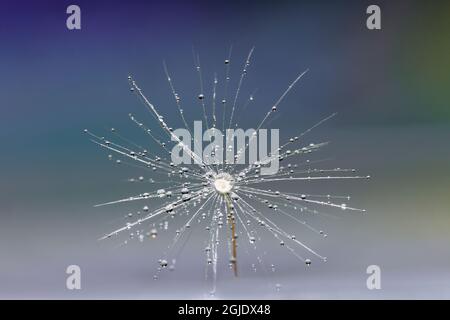Single dandelion seed floating on water with dewdrops, Kentucky Stock Photo