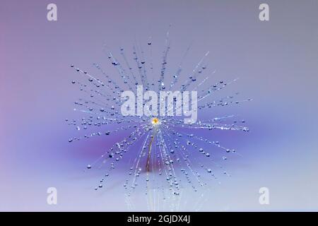 Single dandelion seed floating on water with dewdrops, Kentucky Stock Photo