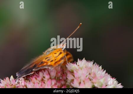 Question mark butterfly, Creasey Mahan Nature Preserve, Kentucky Stock Photo