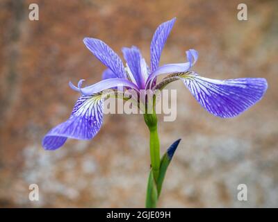 USA, Maine. Wild Iris, Schoodic Point, Schoodic Peninsula, Acadia National Park Stock Photo