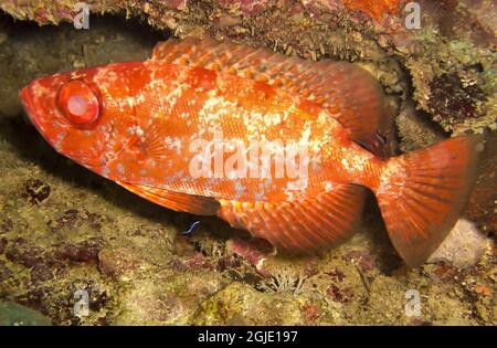 Unknown red fish is swimming in the filipino sea December 14, 2011 Stock Photo