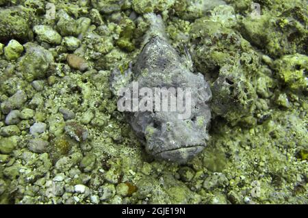 Frogfish (Antennarius) on the ground in the filipino sea December 15 ,2010 Stock Photo