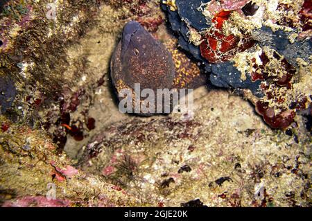 Yellow edged Moray Eel (Gymnothorax Flavimarginatus) is protruding from behind a rock in the filipino sea November 1, 2010 Stock Photo