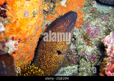 Yellow edged Moray Eel (Gymnothorax Flavimarginatus) is protruding from behind a rock in the filipino sea November 29, 2010 Stock Photo