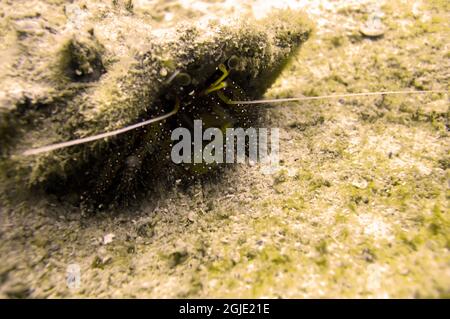 Hermit Crab on the ground in the filipino sea December 16, 2010 Stock Photo