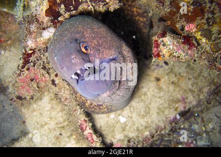 Yellow edged Moray Eel (Gymnothorax Flavimarginatus) is protruding from behind a rock in the filipino sea November 3, 2010 Stock Photo