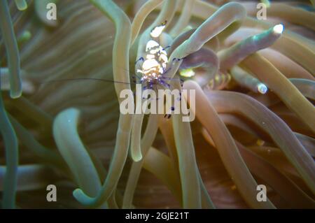 Anemone Shrimp on the ground in the filipino sea December 16, 2010 Stock Photo